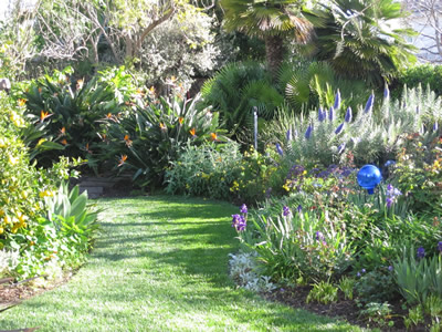 Lawn toward jacaranda